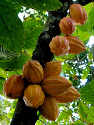 Illustration for article titled Un grupo de investigadores cree haber descubierto el verdadero origen del chocolate